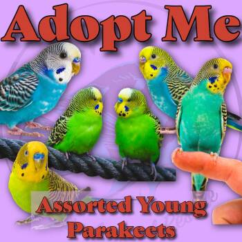 Budgie Budgerigar Birds Available for Adoption - Assorted Young Parakeets  | PetCurious