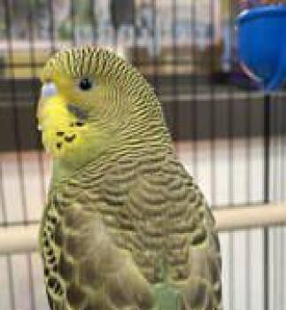 Parakeet Birds Available for Adoption in Bedford Hills, New York - Rio Is Truly A STAR!! | PetCurious