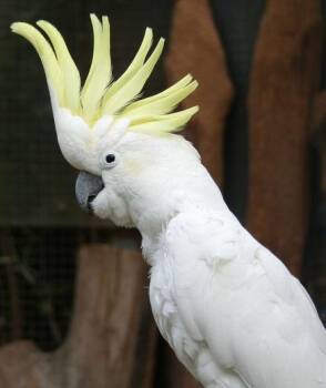 Merlin 30 Year Old M Med Sulfur Crested Cockatoo -  Cockatoo Bird for Adoption in Vancouver, Washington - Merlin 30 Year Old M Med Sulfur Crested Cockatoo | PetCurious