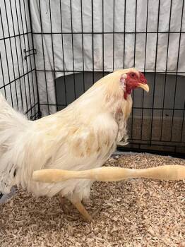 CHICKEN JOE -  Chicken Bird for Adoption in Las Vegas, Nevada - CHICKEN JOE | PetCurious