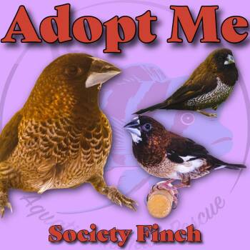 Finch Birds Available for Adoption - Society Finch | PetCurious
