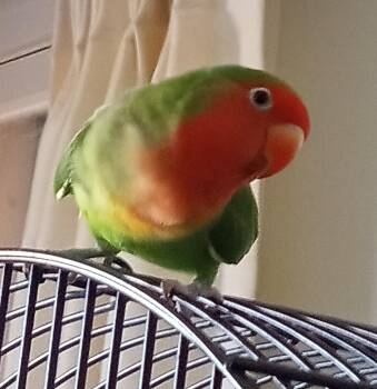 Lovebird Birds Available for Adoption in Ssl, Utah - Mango Tango | PetCurious
