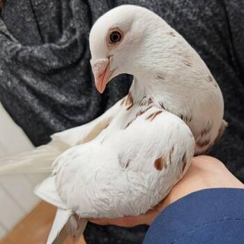 Chili Flakes -  Pigeon Bird for Adoption in Chicago, Illinois - Chili Flakes | PetCurious