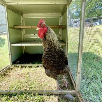 Chicken Birds Available for Adoption - FRED | PetCurious