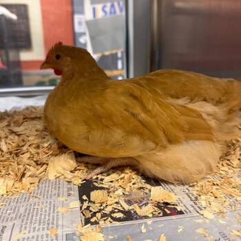 Rooster -  Chicken Bird for Adoption in Norman, Oklahoma - Rooster | PetCurious