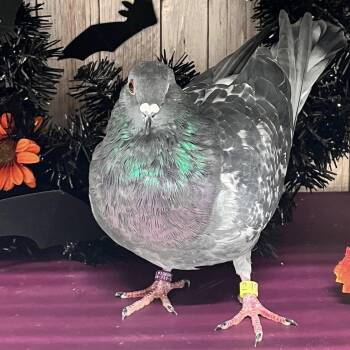 Sweater Weather -  Pigeon Bird for Adoption in Chicago, Illinois - Sweater Weather | PetCurious