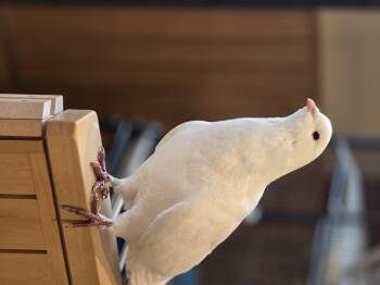 Pigeon Birds Available for Adoption - Brule | PetCurious