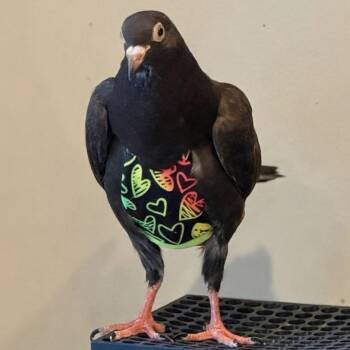 Baby Long Legs -  Pigeon Bird for Adoption in Chicago, Illinois - Baby Long Legs | PetCurious