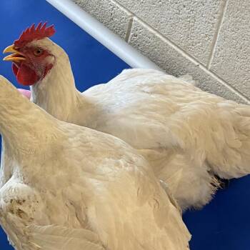 72637 -  Chicken Bird for Adoption in Harrisonburg, Virginia - 72637 | PetCurious