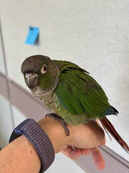 Avocado -  Conure Bird for Adoption in Bolton, Ontario - Avocado | PetCurious