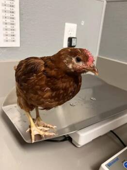 MARIBEL -  Chicken Bird for Adoption in Las Vegas, Nevada - MARIBEL | PetCurious