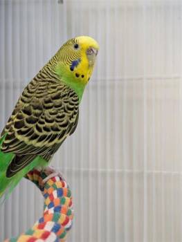 Paulette -  Parakeet Bird for Adoption in Montreal, Quebec - Paulette | PetCurious