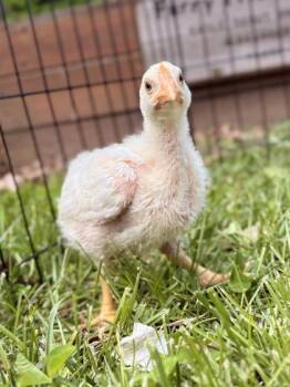 Chicken Birds Available for Adoption in Fairfax, Virginia - Chickarino | PetCurious