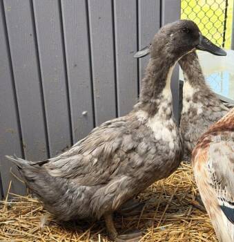 Grizelda -  Duck Bird for Adoption in Golden, Colorado - Grizelda | PetCurious