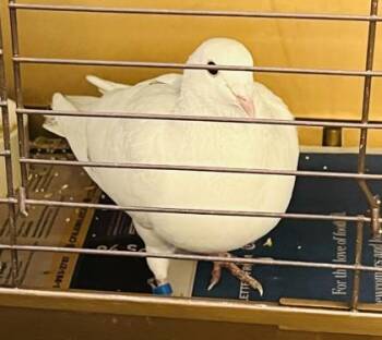 Dove Birds Available for Adoption in Fairfax, Virginia - Eggie | PetCurious