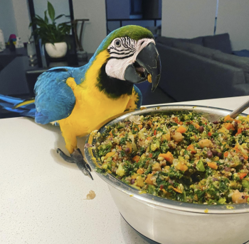 Macaw Birds for Rehome in Dallas, Texas - Rocky  | PetCurious
