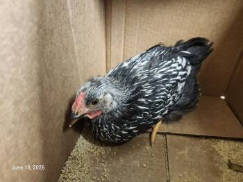MAGPIE* -  Chicken Bird for Adoption in Santa Cruz, California - MAGPIE* | PetCurious