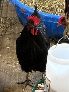 DIONNE -  Chicken Bird for Adoption in Union, Missouri - DIONNE | PetCurious