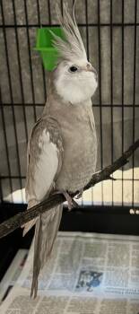 Cockatiel Birds Available for Adoption in Honolulu, Hawaii - Sweetie | PetCurious