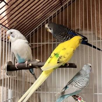 Parakeet #18 -  Parakeet Bird for Adoption in Wheaton, Illinois - Parakeet #18 | PetCurious