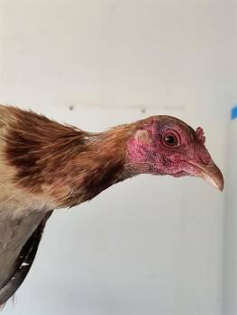 Chicken Birds Available for Adoption in Albuquerque, New Mexico - OPRAH HEN-FREY | PetCurious