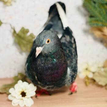 Pigeon Birds Available for Adoption - Baldwin | PetCurious