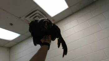A184727 -  Chicken Bird for Adoption in Tulsa, Oklahoma - A184727 | PetCurious