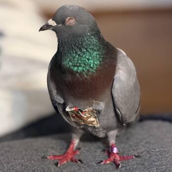 Pigeon and Dove Birds Available for Adoption in Chicago, Illinois - Kazuki | PetCurious