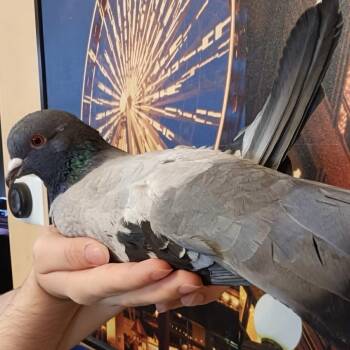 Pigeon Birds Available for Adoption in Chicago, Illinois - Wyatt Earp | PetCurious