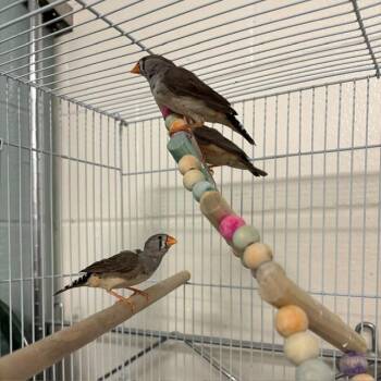 ATHENA -  Finch Bird for Adoption in Boston, Massachusetts - ATHENA | PetCurious