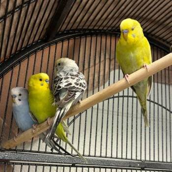 Parakeet Birds Available for Adoption in Dayton, Ohio - Duck | PetCurious