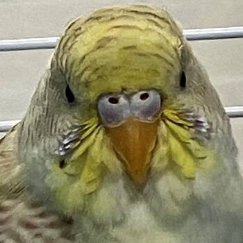 Marshmellow -  Parakeet Bird for Adoption in Las Cruces, New Mexico - Marshmellow | PetCurious