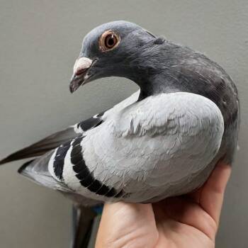Pigeon Birds Available for Adoption in Chicago, Illinois - Bunny | PetCurious