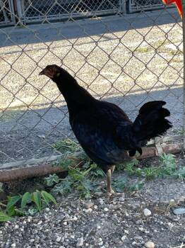 Peach -  Chicken Bird for Adoption in Chico, California - Peach | PetCurious