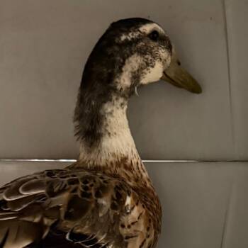 Daisy -  Duck Bird for Adoption in Yuma, Arizona - Daisy | PetCurious