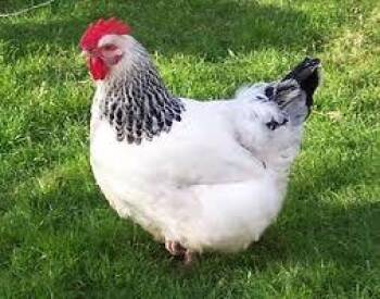Nyland- prod test -  Dove and Pigeon Bird for Adoption in Bettles, Alaska - Nyland- Prod Test | PetCurious