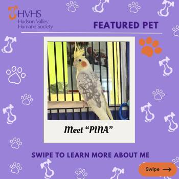 Cockatiel Birds Available for Adoption in Pomona, New York - PINA | PetCurious