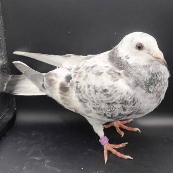Soot -  Pigeon Bird for Adoption in Chicago, Illinois - Soot | PetCurious