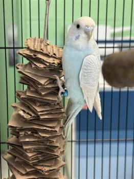 Parakeet Birds Available for Adoption in Largo, Florida - River | PetCurious