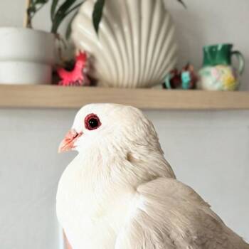 Semolina -  Pigeon Bird for Adoption in Chicago, Illinois - Semolina | PetCurious