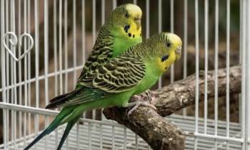 Alley-Oop & Swoosh -  Parakeet Bird for Adoption in Andover, Connecticut - Alley-Oop & Swoosh | PetCurious