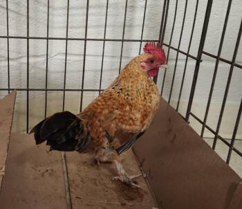 SHRIMP -  Chicken Bird for Adoption in Hagerstown, Maryland - SHRIMP | PetCurious