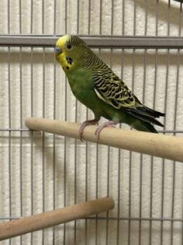 Budgie Budgerigar Birds Available for Adoption in Fairfax, Virginia - Dragon | PetCurious