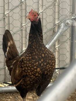 Chicken Birds Available for Adoption in Ontario, California - PIPPA | PetCurious