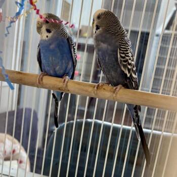 Deedee Doodle -  Parakeet Bird for Adoption in Glenwood Springs, Colorado - Deedee Doodle | PetCurious