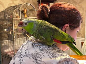 Amazon Birds Available for Adoption - Annie | PetCurious