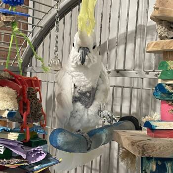 Cockatoo Birds Available for Adoption - Ira | PetCurious
