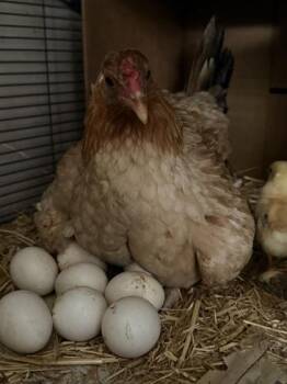 Queen Maeve -  Chicken Bird for Adoption in Roseville, California - Queen Maeve | PetCurious