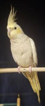 Cockatiel Birds Available for Adoption in Santa Cruz, California - SKYWALKER* | PetCurious