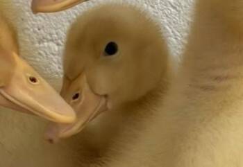 Grumpy Duck -  Duck Bird for Adoption in Fairfax, Virginia - Grumpy Duck | PetCurious